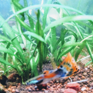 Guppy crevettes moules