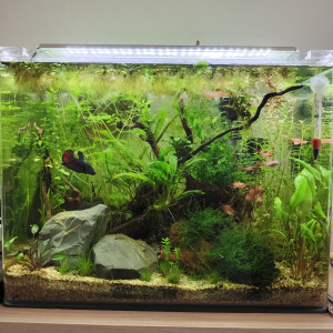 Scaper s Tank 55L ex Marius Land
