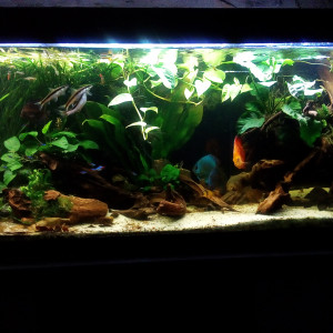 Bac Scalaire et Discus