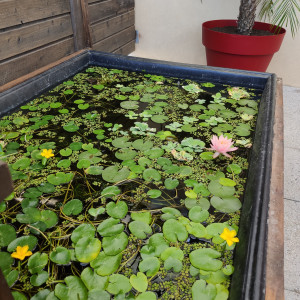 Bassin 600L