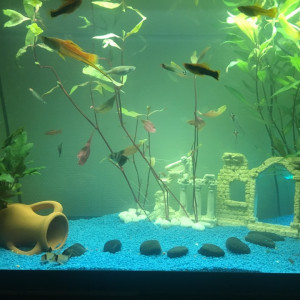 mon 1