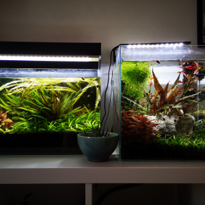 Nano guppy femelles