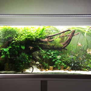 Publication de dolfish