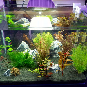 Betta Dennerle Scapers Tank 50 L