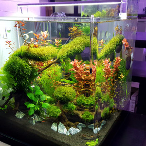 Aquascaping Japonais