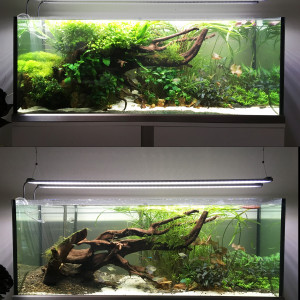 Publication de dolfish