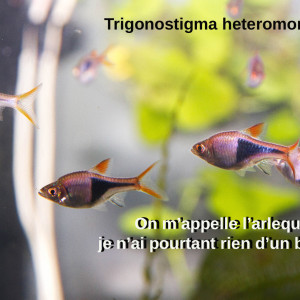 Publication de aqua-sympa22