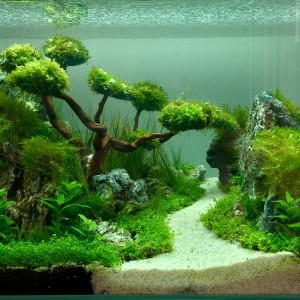 Aquascaping