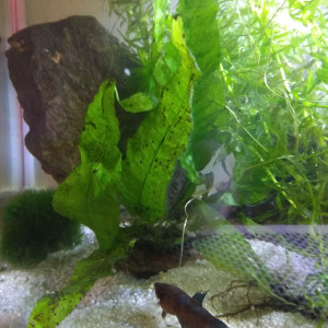 Betta