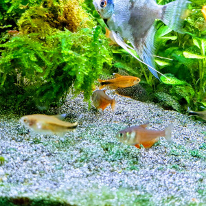 Publication de Grendrak