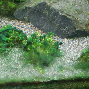 Publication de Grendrak