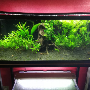 80L Guppys endlers