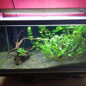 50 L
