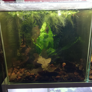14 L  Yellow Néon
