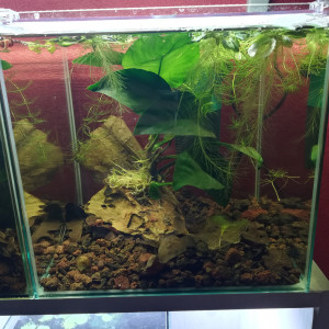 14 L Red Cherry