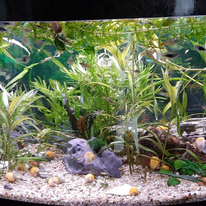 Visio 80 litre
