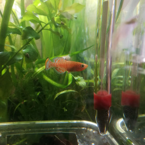 Nothobranchius Rachovii