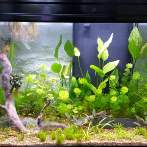 Aquarium pour Tanichthys albonubes et autres  asiatiques