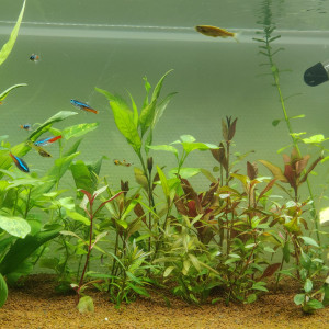 aquarium1
