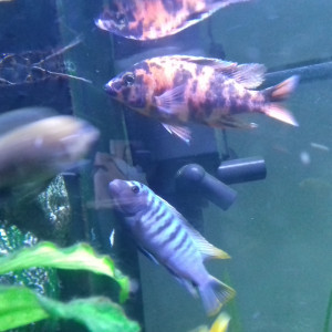 Publication de morel