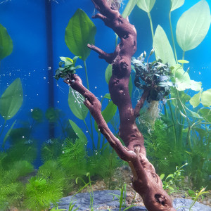 Publication de camille-delazade