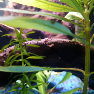 chaka