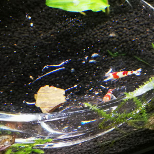 Publication de Psycko