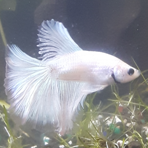 Publication de Lulu82