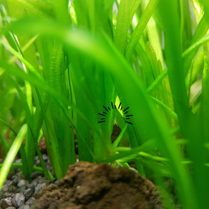 Publication de Poppy