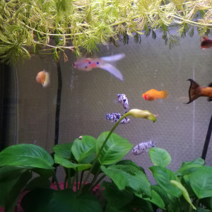 Publication de syd38