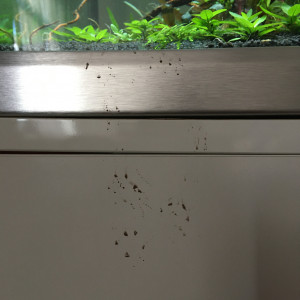 Publication de dolfish