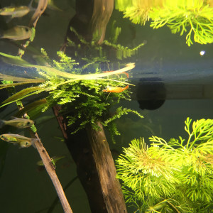 Publication de Fishstick2.0