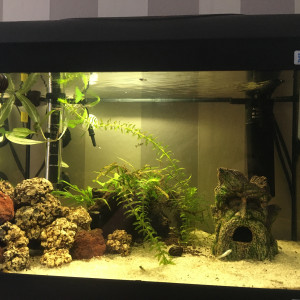petit aquarium 40L neursery ou hopital
