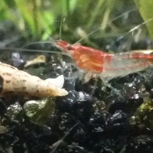 Aquarium 20 l