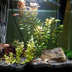 Aquarium 1