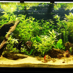 400L Amazone