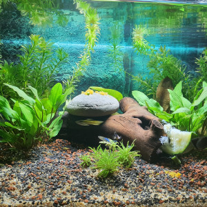 Aqua-Joe 60L