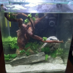 Betta Splendens