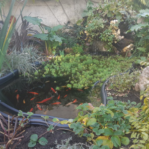 bassin exterieur
