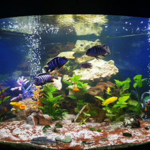 Cychlidés du lac Malawie