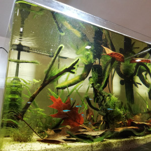 55L Amazonie