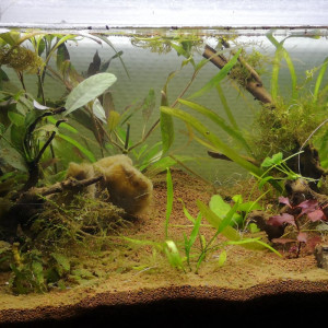 60l betta