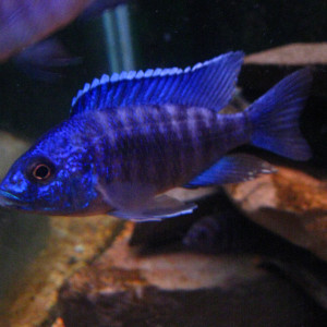 Aulonocara nyassae