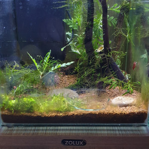 Nano red cherry