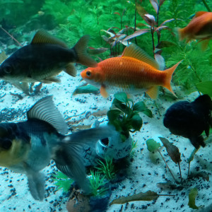 Poissons Rouge