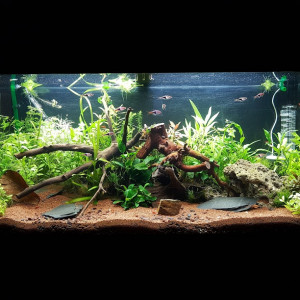 Premier aquarium