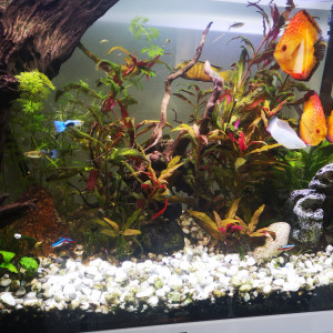 aquatlantis