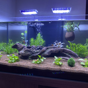 Aquarium Salon