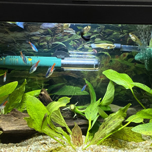 Guppy et neon