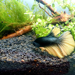 Georges- Betta splendens